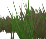 Grass & Weeds