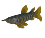 Ancient Arowana