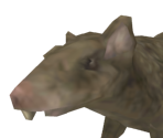 Rat