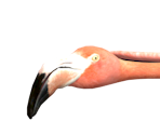 Flamingo (Valentino Salami)