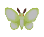 Moth