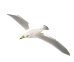 Seagull