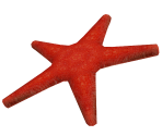 Starfish (Over Easy)