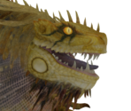 Great Jagras