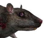 Rat