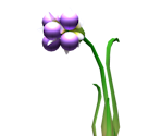 Burgeoning Spiderwort