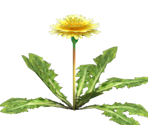 Dandelion