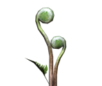 Fiddlehead