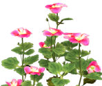 Figwort