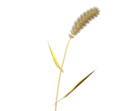 Foxtail