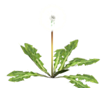 Seeding Dandelion