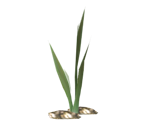 Weeds