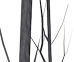 Intro Tree Branches