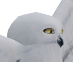 Hedwig