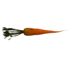 Carrot