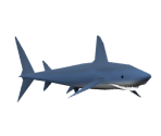 Shark