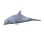 Dolphin
