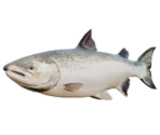 Salmon