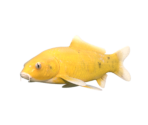 Carp