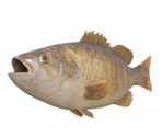 Black Bass