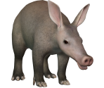 Aardvark