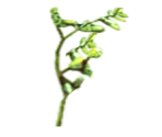 Fallen Vine