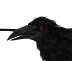 Small Raven