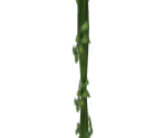 Vine Rope