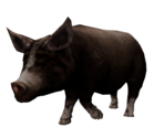 Pig