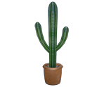 Cactus